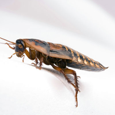 Wesley chapel pest prevention